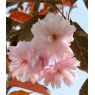 Prunus 'Royal Burgundy' 60cm STD   3L