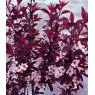 Prunus x cistena   60cm STD   3L