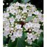 Viburnum tinus   4L