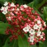 Viburnum tinus 'Eve Price'   4L