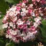 Viburnum tinus 'Spirit'   4L