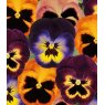 AUTUMN PACK Pansy Matrix 'Northern Lights Mix'   6pk