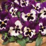 AUTUMN PACK Pansy Matrix 'Purple White'   6pk