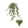 Hedera  hel White Wonder   13cm
