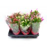HOUSE Schlumbergera Mix 467308