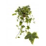 Hedera  hel Goldchild   13cm