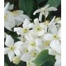 Clematis armandii 'Snowdrift'  2L