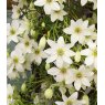 Clematis 'Early Sensation'  2L
