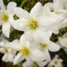 Clematis x cartmanii 'Joe'   2L