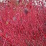 Cornus alba 'Siberica'   3L
