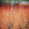 Cornus sanguinea 'Winter Beauty'   3L