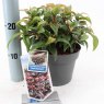 Leucothoe 'Dark Diamond' (BLULE1801)   2L