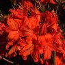 DECIDUOUS AZALEA 'Fireball'  4L