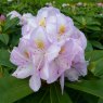 HARDY HYBRID RHODODENDRON 'Gomer Waterer'   7.5L