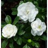 Gardenia jasminoides 'Crown Jewels'   3L