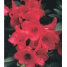 DWARF RHODODENDRON 'Elizabeth Red'  3L