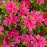EVERGREEN AZALEA 'Geisha Pink'   2L