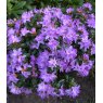 DWARF RHODODENDRON 'Moerheim'   3L