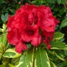 DWARF RHODODENDRON 'Red and Gold'   3L