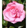 Rose 'Agatha Christie'  4Ldp