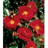 Rose 'Flower Carpet Ruby'  3Ldp