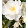 Rose 'Flower Carpet White'  3Ldp