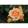 Rose 'Queen Bee'   3Ldp