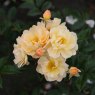 Rose 'Siluetta Sunny'  4Ldp