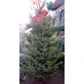 CHRISTMAS TREE FRASER FIR - 6-7ft (CUT)