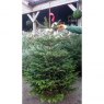 CHRISTMAS TREE NORDMANN FIR - 9-10ft (CUT)