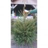 CHRISTMAS TREE NORWAY SPRUCE - 7-8ft (CUT)