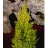 Cupressus macrocarpa 'Wilma'  2L