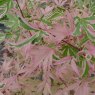 Acer palmatum 'Taylor'   3L