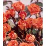 Rose 'Sunseeker'   3Ldp / 5Ldp