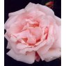 Rose 'The New Dawn'   4Ldp / 5Ldp