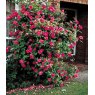 Rose 'Zepherine Drouhin'  5Ldp