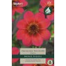 TAYLORS Dahlia Dahlegria Tricolore