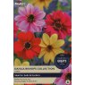 TAYLORS Dahlia Bishops Collection