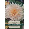 TAYLORS Dahlia Cafe Au Lait