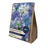 TAYLORS Agapanthus Collection