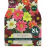 TAYLORS Dahlia Pot Collection   XL Value