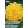 TAYLORS Dahlia Golden Emblem