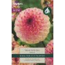 TAYLORS Dahlia Wine Eyed Jill