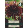 TAYLORS Dahlia Black Jack