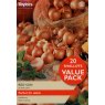 SHALLOT 'Red Sun'