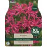 TAYLORS Nerine Bowdenii   XL Value