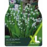 TAYLORS Lily Of The Valley   XL Value