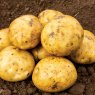 SEED POTATO - FIRST EARLY 'Premiere' - 2.5kg