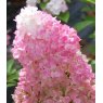 Hydrangea paniculata 'Sundae Fraise'   2L