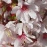 Prunus incisa 'Mikinori'   2L